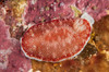 Red and white chromodoris tinctoria nudibranch Poster Print by Mathieu Meur/Stocktrek Images - Item # VARPSTMME400372U