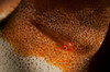 Red goby on orange and white sea star, North Sulawesi, Indonesia Poster Print by Mathieu Meur/Stocktrek Images - Item # VARPSTMME400143U Red goby on orange and white sea star, North Sulawesi, Indonesia Poster Print by Mathieu Meur/Stocktrek Images - Item # VARPSTMME400143U