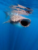 Whale shark feeding off the coast of Isla Mujeres, Mexico Poster Print by Karen Doody/Stocktrek Images - Item # VARPSTKWD400084U