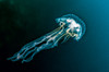 Jellyfish, Cebu, Philippines Poster Print by Bruce Shafer/Stocktrek Images - Item # VARPSTBRU400074U