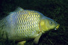 Common carp in a lake in Austria Poster Print by VWPics/Stocktrek Images - Item # VARPSTVWP401535U