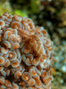 Tiny cryptic brown and grey shrimp mimicking soft coral Poster Print by Mathieu Meur/Stocktrek Images - Item # VARPSTMME400228U