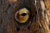 Detail of the eye of a snake eel, North Sulawesi, Indonesia Poster Print by Mathieu Meur/Stocktrek Images - Item # VARPSTMME400363U