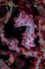 Pygmy Seahorse, Australia Poster Print by Todd Winner/Stocktrek Images - Item # VARPSTTSW400104U
