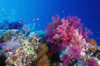 Colorful soft coral reefscape in the Red Sea Poster Print by VWPics/Stocktrek Images - Item # VARPSTVWP401526U