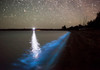 Star trails and bioluminescence, Gippsland Lakes, Australia Poster Print by Philip Hart/Stocktrek Images - Item # VARPSTPHA100046S