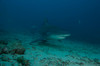 A large bull shark at The Bistro dive site in Fiji Poster Print by Terry Moore/Stocktrek Images - Item # VARPSTTMO400344U
