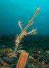 Ornate ghost pipefish amongst debris and rubbish, Gorontalo, Indonesia Poster Print by Steve Jones/Stocktrek Images - Item # VARPSTSJN400374U