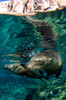 Two California sea lions near La Paz, Baja California Sur Poster Print by VWPics/Stocktrek Images - Item # VARPSTVWP401027U