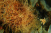 Striated Frogfish, North Sulawesi, Indonesia Poster Print by Mathieu Meur/Stocktrek Images - Item # VARPSTMME400274U