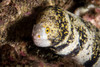 Snowflake moray eel in the Philippines Poster Print by Brandi Mueller/Stocktrek Images - Item # VARPSTBMU400243U