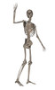 Front view of human skeleton waving goodbye Poster Print by Elena Duvernay/Stocktrek Images - Item # VARPSTEDV700049H
