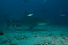 A large bull shark at The Bistro dive site in Fiji Poster Print by Terry Moore/Stocktrek Images - Item # VARPSTTMO400345U