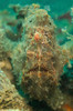 Head on shot of a brown frogfish, North Sulawesi Poster Print by Mathieu Meur/Stocktrek Images - Item # VARPSTMME400272U Head on shot of a brown frogfish, North Sulawesi Poster Print by Mathieu Meur/Stocktrek Images - Item # VARPSTMME400272U