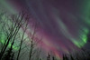 Aurora borealis with trees, Whitehorse, Yukon, Canada Poster Print by Joseph Bradley/Stocktrek Images - Item # VARPSTJFB100028S