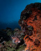 Lionfish on the reef in Komodo National Park, Indonesia Poster Print by Brandi Mueller/Stocktrek Images - Item # VARPSTBMU400099U Lionfish on the reef in Komodo National Park, Indonesia Poster Print by Brandi Mueller/Stocktrek Images - Item # VARPSTBMU400099U
