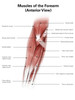 Diigital illustration of muscles of the forearm, anterior view Poster Print by Alan Gesek/Stocktrek Images - Item # VARPSTAGK700070H