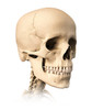 Anatomy of human skull, side view Poster Print by Leonello Calvetti/Stocktrek Images - Item # VARPSTVET700025H