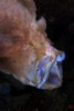 Pinkish brown frogfish with open mouth, North Sulawesi Poster Print by Mathieu Meur/Stocktrek Images - Item # VARPSTMME400269U