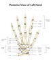 Posterior view of left hand, with labels Poster Print by Alan Gesek/Stocktrek Images - Item # VARPSTAGK700044H