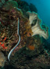 Sea snake or banded sea krait on the reef in the Philippines Poster Print by Brandi Mueller/Stocktrek Images - Item # VARPSTBMU400216U