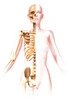 Anatomy of female body with skeleton, stylized look Poster Print by Leonello Calvetti/Stocktrek Images - Item # VARPSTVET700034H Anatomy of female body with skeleton, stylized look Poster Print by Leonello Calvetti/Stocktrek Images - Item # VARPSTVET700034H
