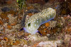 Nudibranch feeding on algae, Papua New Guinea Poster Print by Terry Moore/Stocktrek Images - Item # VARPSTTMO400278U