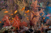 Schooling scalefin anthias fish and soft corals of Beqa Lagoon, Fiji Poster Print by Terry Moore/Stocktrek Images - Item # VARPSTTMO400430U