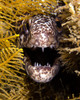 Close-up view of an angry spotted moray eel Poster Print by Brent Barnes/Stocktrek Images - Item # VARPSTBBA400022U