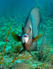 A Gray Angelfish in the shallow waters off the coast of Key Largo, Florida Poster Print by Michael Wood/Stocktrek Images - Item # VARPSTWOD400021U