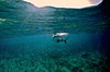 Caribbean Reef Shark, Grand Cay, The Bahamas Poster Print by Amanda Nicholls/Stocktrek Images - Item # VARPSTAMN400010U