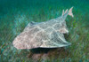 Common angel shark swimming over sea grass, Spain Poster Print by VWPics/Stocktrek Images - Item # VARPSTVWP401305U