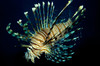 Common lionfish in the Pacific Ocean Poster Print by VWPics/Stocktrek Images - Item # VARPSTVWP400432U