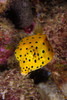 Yellow boxfish, North Sulawesi, Indonesia Poster Print by Mathieu Meur/Stocktrek Images - Item # VARPSTMME400244U