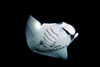 Manta ray at night Poster Print by VWPics/Stocktrek Images - Item # VARPSTVWP400058U