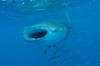 Whale shark swimming with mouth open, Maldives Poster Print by Mathieu Meur/Stocktrek Images - Item # VARPSTMME400669U
