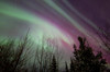 Aurora borealis with trees, Whitehorse, Yukon, Canada Poster Print by Joseph Bradley/Stocktrek Images - Item # VARPSTJFB100027S