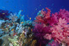 Colorful soft coral reefscape in the Red Sea Poster Print by VWPics/Stocktrek Images - Item # VARPSTVWP401525U