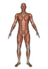 Anatomy of male muscular system, front view Poster Print by Elena Duvernay/Stocktrek Images - Item # VARPSTEDV700006H