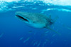 Whale shark swimming with mouth open, Maldives Poster Print by Mathieu Meur/Stocktrek Images - Item # VARPSTMME400668U