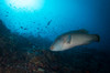 Napoleon wrasse in Komodo National Park, Indonesia Poster Print by Brandi Mueller/Stocktrek Images - Item # VARPSTBMU400107U