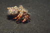 Anemone hermit crab, Bali, Indonesia Poster Print by VWPics/Stocktrek Images - Item # VARPSTVWP401553U