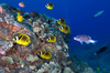 Raccoon butterflyfish and doublebar goatfish in Hawaii Poster Print by VWPics/Stocktrek Images - Item # VARPSTVWP400051U