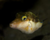 A sharpnose puffer in West Palm Beach, Florida Poster Print by Brent Barnes/Stocktrek Images - Item # VARPSTBBA400183U