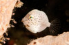 Tiny white filefish with small black spots, North Sulawesi Poster Print by Mathieu Meur/Stocktrek Images - Item # VARPSTMME400434U