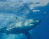 A great white shark at Guadalupe Island, Mexico Poster Print by Brent Barnes/Stocktrek Images - Item # VARPSTBBA400214U