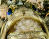 A jawfish aerating eggs in its mouth in West Palm Beach, Florida Poster Print by Brent Barnes/Stocktrek Images - Item # VARPSTBBA400130U