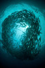 Circular school of trevally with sunburst, Bali, Indonesia Poster Print by Mathieu Meur/Stocktrek Images - Item # VARPSTMME400397U
