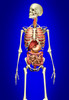 Male skeleton with internal organs on blue background Poster Print by Leonello Calvetti/Stocktrek Images - Item # VARPSTVET700008H