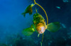 Kelp rockfish in California Poster Print by Jennifer Idol/Stocktrek Images - Item # VARPSTJDL400035U